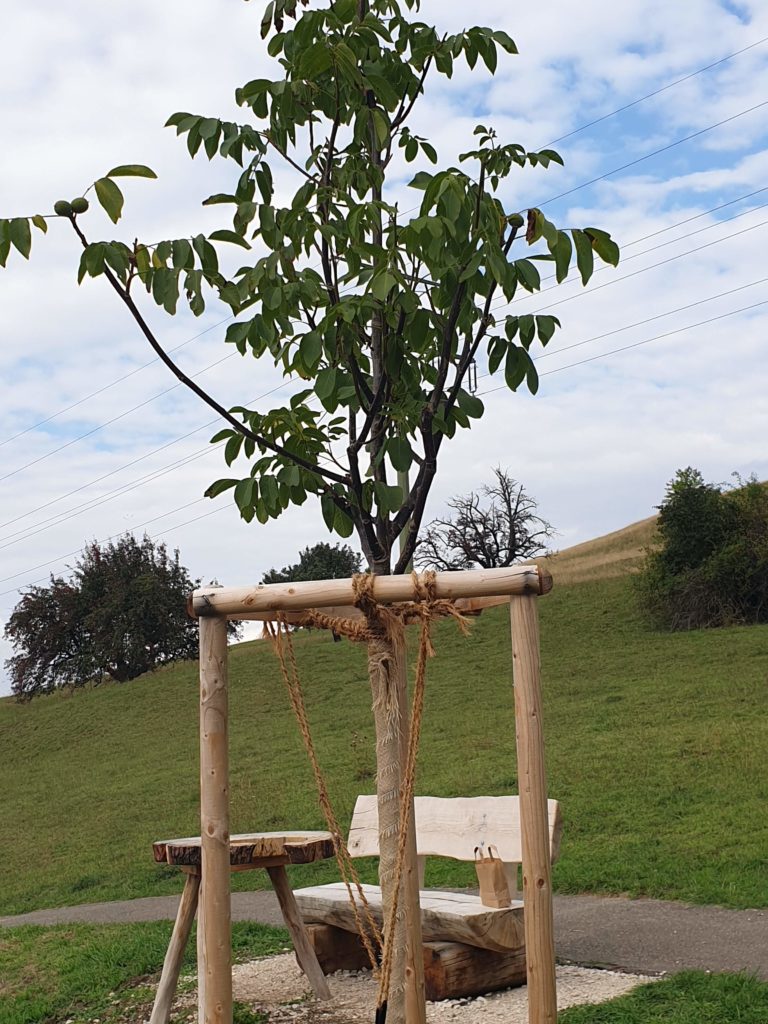 Frisch gepflanzter Walnussbaum mit Sitzbank und Tisch aus Walnusholz